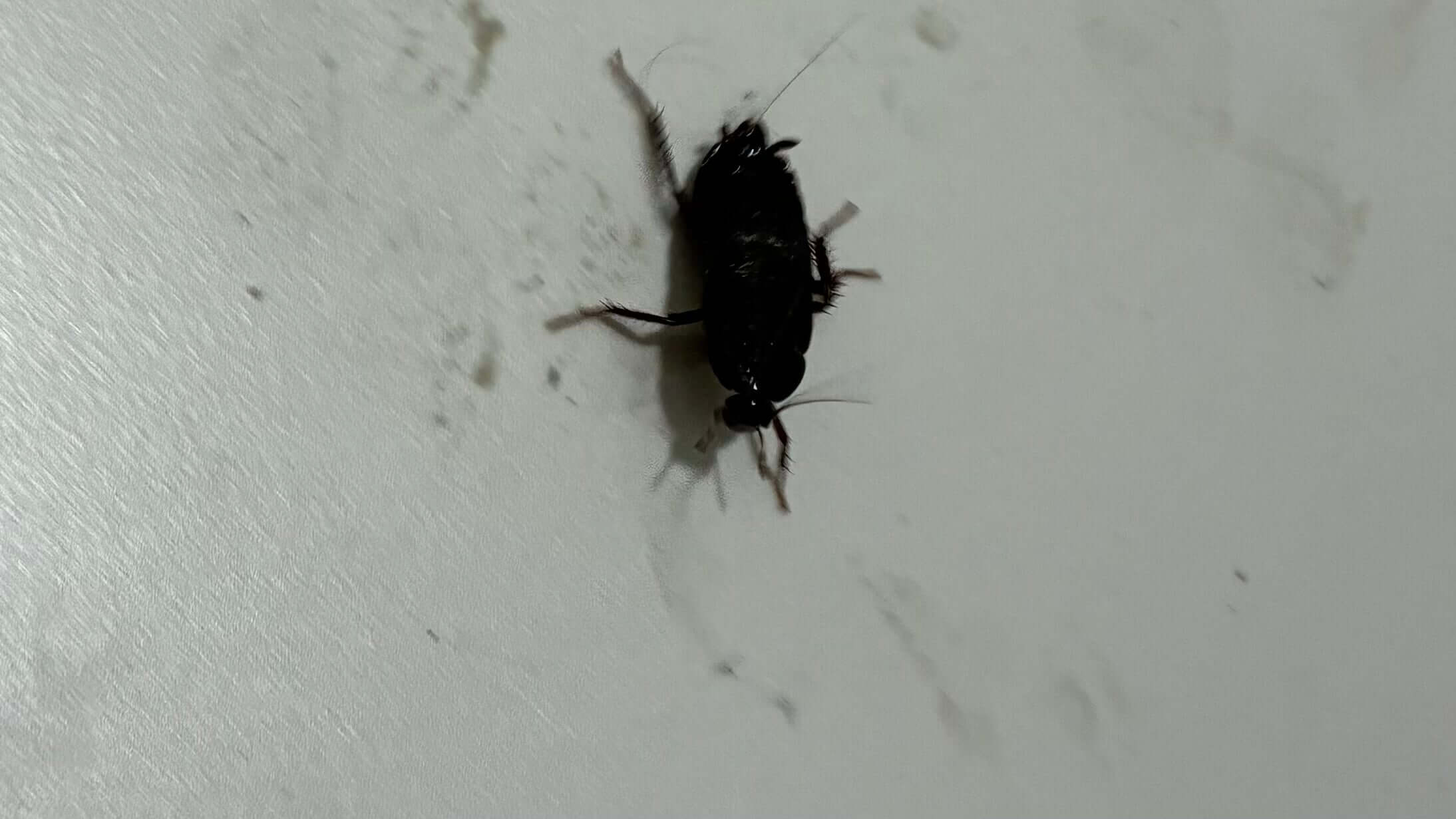 Мигови по една недела